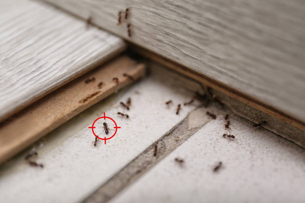 Best Wasp Removal Services  in Stinnett, TX