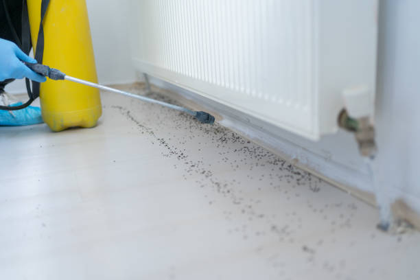 Best Termite Control Services  in Stinnett, TX